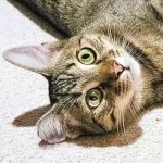 Green Cats