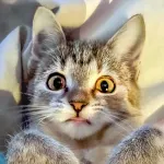 Green Cats
