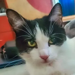 Apollina