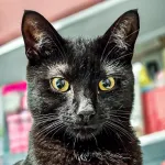 Green Cats