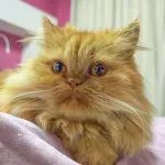 Green Cats