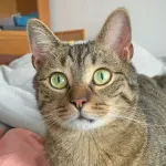 Green Cats