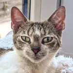 Green Cats