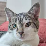 Green Cats