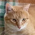 Green Cats