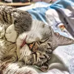 Green Cats