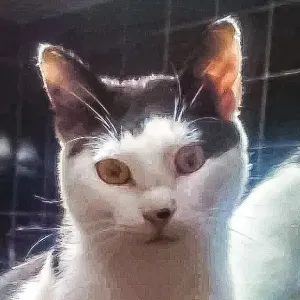 Apollo