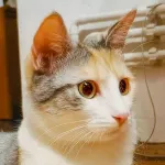 Green Cats