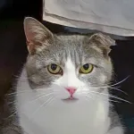 Green Cats