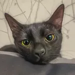 Green Cats