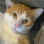 Green Cats