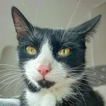 Green Cats