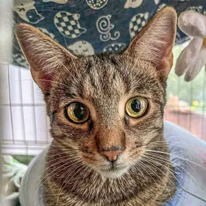 Cassi