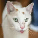 Green Cats