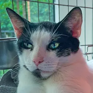 Mojo