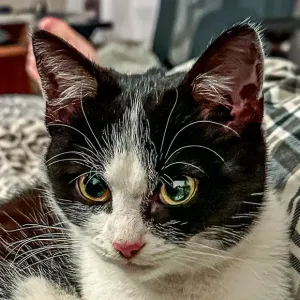 Oreo