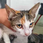 Green Cats