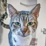 Green Cats