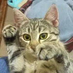 Green Cats