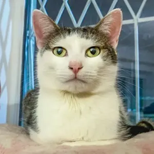 Cezar