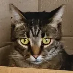 Green Cats