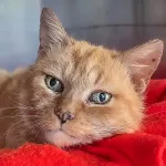 Green Cats