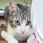 Green Cats