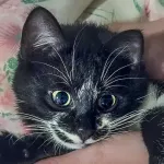 Green Cats