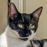 Green Cats