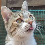 Green Cats