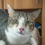 Green Cats