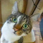 Green Cats