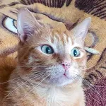 Green Cats