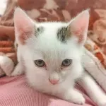 Green Cats