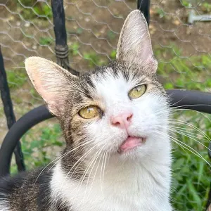 Thomas