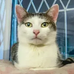 Green Cats