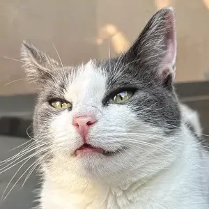 Cora