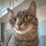 Green Cats