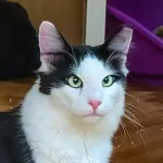 Green Cats