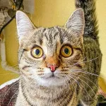 Green Cats