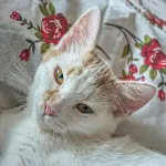 Green Cats