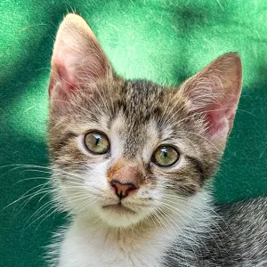 Amara