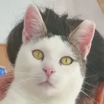 Green Cats