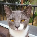 Green Cats