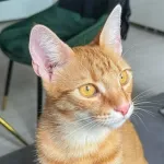 Green Cats