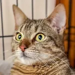 Green Cats
