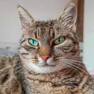 Mewsette