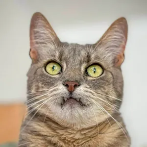 Yoda