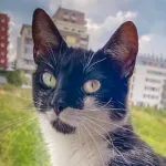 Green Cats