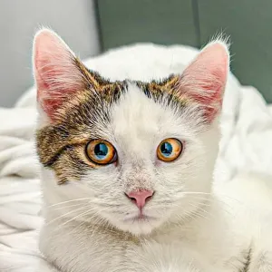 Rilu